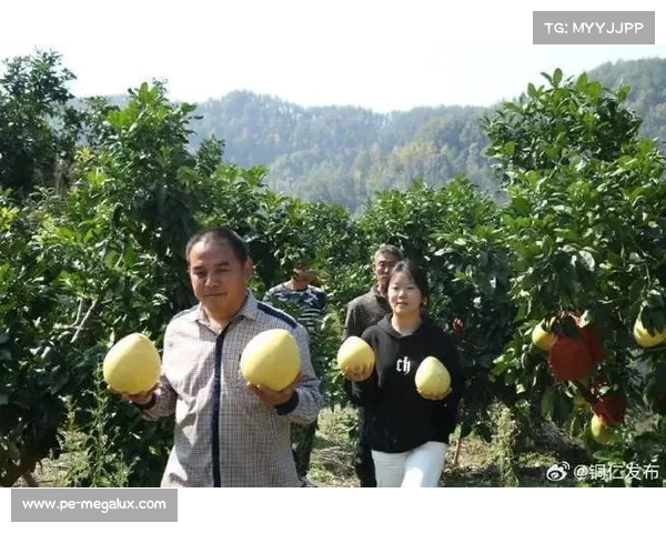 高地红石榴丰收的八大养护技巧助你轻松种植出优质果实